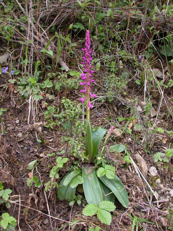 Orchidee del Chianti - Flora toscana